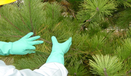 Sampling (on the ground)